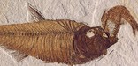 fish eating fish, NPS photo of Fossil Country Museum specimen